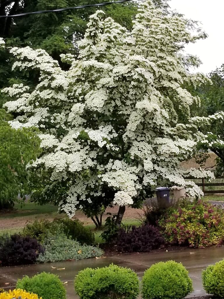 Cornus kousa ‘Chinensis’ Chinese Dogwood Gift Tree – New Growth Gift Trees