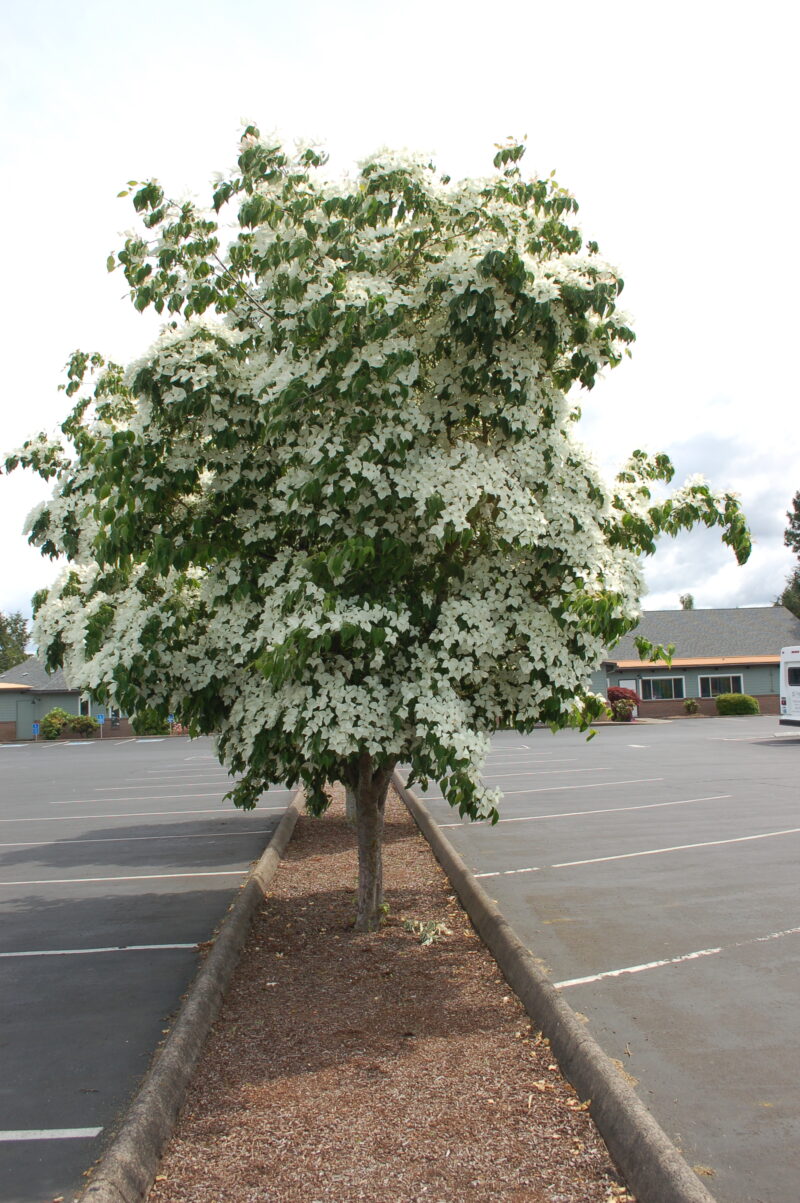 Cornus kousa ‘Chinensis’ Chinese Dogwood Gift Tree – New Growth Gift Trees